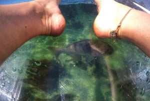 Leigh : Location de kayaks transparents sur l'île de Goat