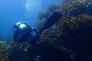 Leigh: tour guiado de buceo en Goat Island para buceadores certificados