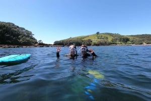 Leigh: Goat Island初学者浮潜导游