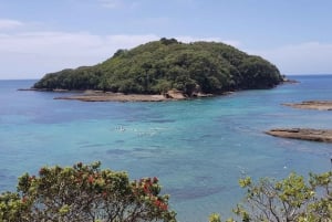 Leigh: Goat Island Guided 浮潜 Tour for Beginners