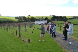 Matakana Art & Wine Village Tour particular