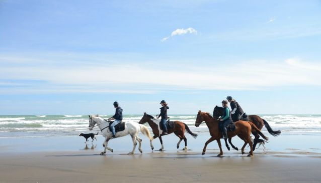 Muriwai海滩 Horse Treks