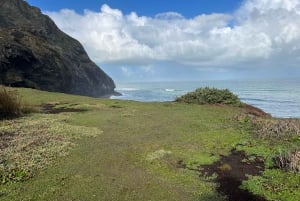 从奥克兰出发:皮哈岛导游带风景优美的海滩漫步