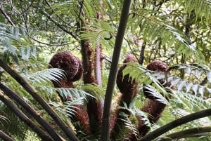 Piha et Karekare - Visite privée hors d'Auckland