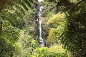 Piha et Karekare - Visite privée hors d'Auckland