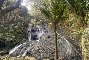 Piha e Karekare - Tour privato fuori Auckland