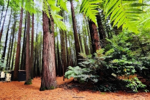 Yksityinen päivä Tour Hobbiton & Rotorua & Redwood metsä