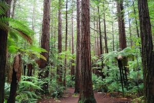 Private Luxury Auckland - Rotorua Geothermal Wonderlands