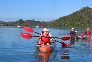 Auckland: Aventura en kayak con fondo transparente