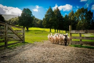 Auckland: Tosatura delle pecore e tour della città con pranzo