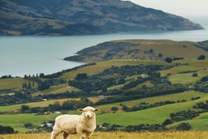 Auckland: Lammasleikkaus ja kaupungin kohokohdat -kierros lounaalla