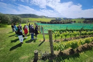 Waiheke Island: Scenic Wine Tour with Lunch