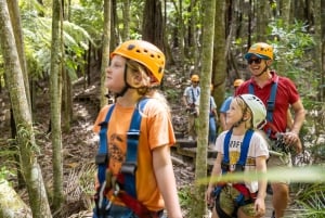 怀赫克岛:滑索和原始森林探险之旅