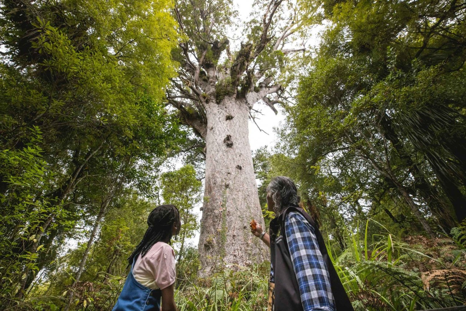 ワイプア・カウリの森、タネ・マフタと博物館ツアー オークランド発