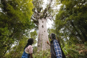 Visita a WAIPOUA KAURI FOREST, Tane Mahuta & Museum Tour Ex Auckland