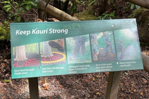 Visita a WAIPOUA KAURI FOREST, Tane Mahuta & Museum Tour Ex Auckland