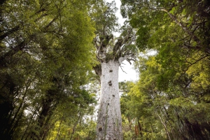 Foresta WAIPOUA KAURI, Tane Mahuta e Museo Tour Ex Auckland