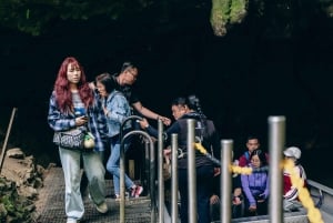 CUEVAS DE LA LUCIÉRNAGA DE WAITOMO Y JARDINES DE HAMILTON - TOUR PRIVADO