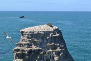 Descubrimiento de la Costa Oeste Tour Privado por la Playa de Piha