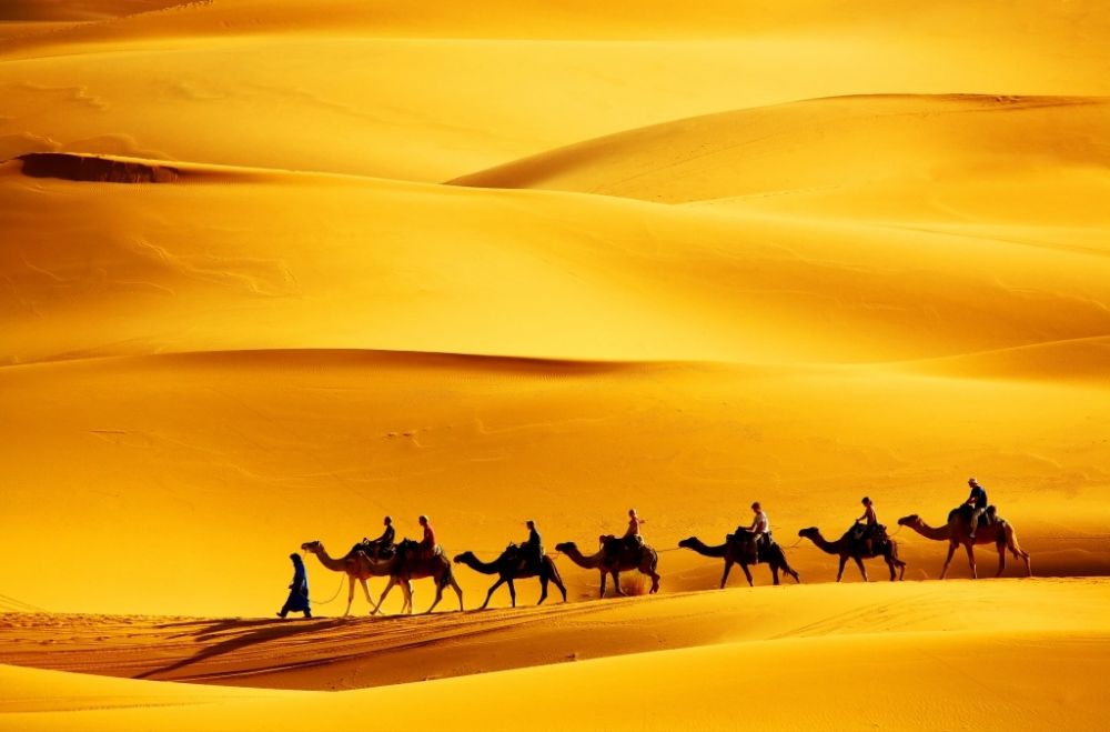 Camel tour