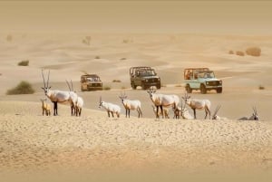 3-dniowa wycieczka kulturalna po ZEA: Abu Dhabi i pustynia z Dubaju