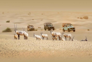 Tour cultural de 3 días por los EAU: Abu Dabi y el desierto desde Dubái