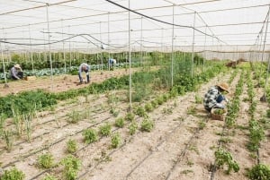 Viaje cultural de 4 días por los EAU: Dubái, Abu Dabi y Al Ain