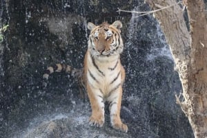 Abu Dhabi: Emirates Park Zoo toegangsbewijs