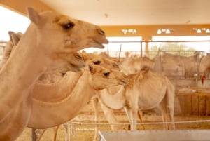 Abu Dhabi: Full-Day Al Ain Tour with Entry Tickets and Meal