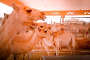 Abu Dhabi : Visite d'Al Ain d'une journée avec billets d'entrée et repas