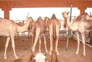 Abu Dhabi : Visite d'Al Ain d'une journée avec billets d'entrée et repas