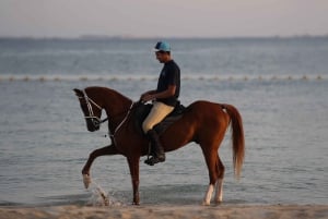 Abu Dhabi: Hudairiyat Island Horse Riding Experiences