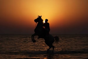 Abu Dhabi: Hudairiyat Island Horse Riding Experiences