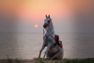 Abu Dhabi: Hudairiyat Island Horse Riding Experiences