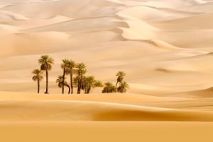 Abu Dhabi: excursão matinal pelo deserto, passeio de camelo e sandboard