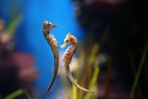 Abu Dhabi: National Aquarium Entrébiljett