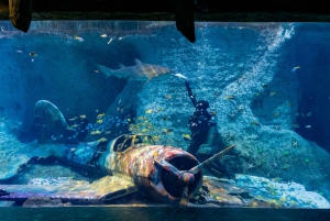 Abu Dhabi: toegangsticket voor het nationale aquarium