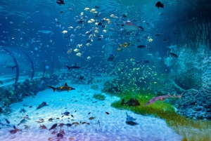 Abu Dhabi: toegangsticket voor het nationale aquarium