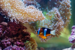 アブダビ：国立水族館入場券