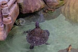 Abu Dhabi: National Aquarium Entrébiljett