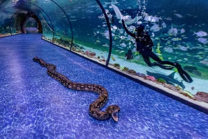 アブダビ：国立水族館入場券