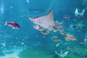 Abu Dhabi: Nationaal Aquarium & Pixoul VR Gaming combiticket