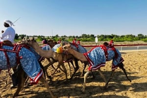 Abu Dhabi: privé tour naar het zoutmeer en de kameelrenbaan