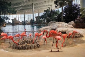 Dubai: Ferrari World Abu Dhabi med entrébillet og transport