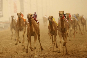 Da Abu Dhabi: Tour di un giorno ad Al Ain con pranzo