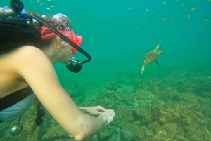 From Abu Dhabi: Scuba Dive and Snorkeling with BBQ, Transfer