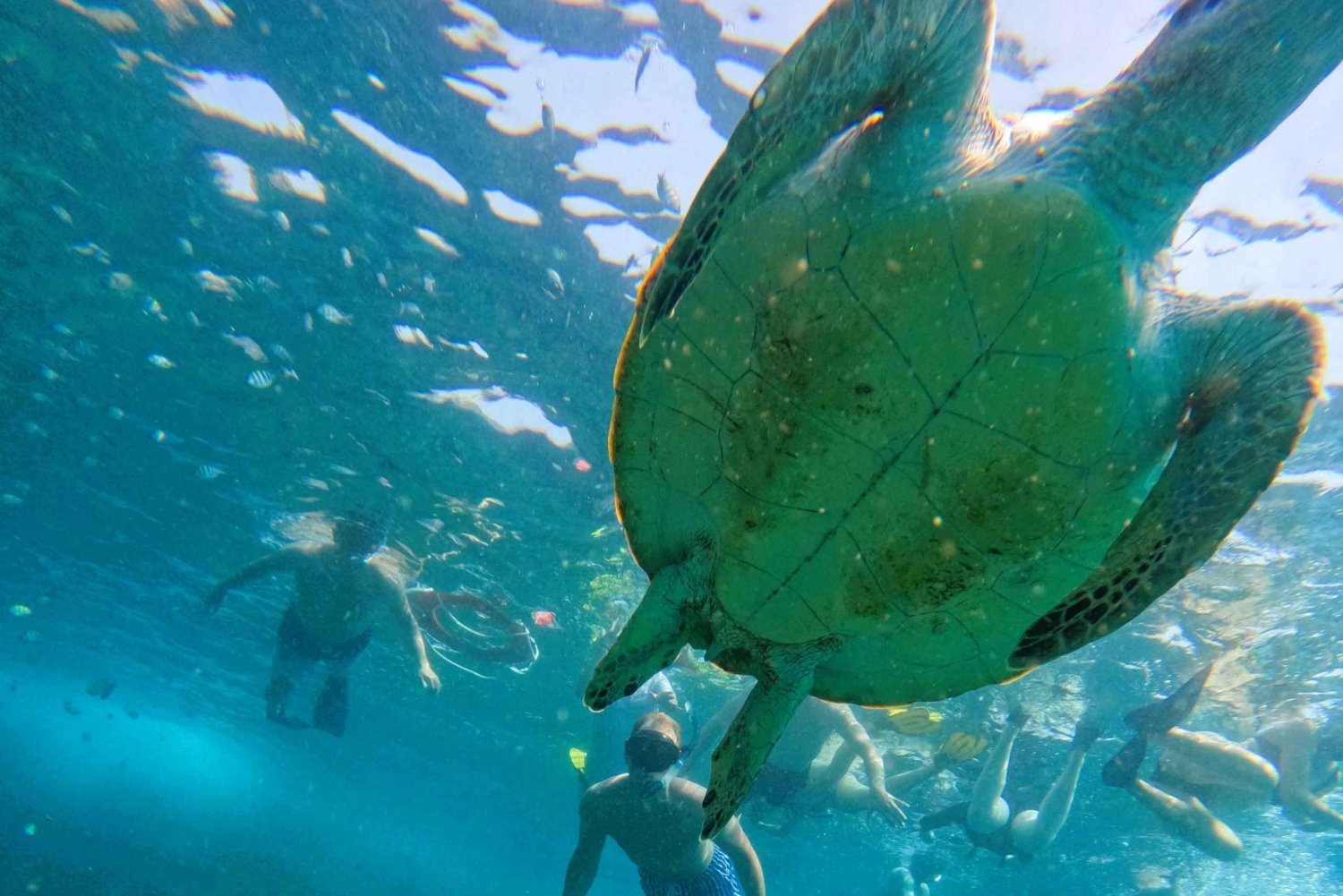 Fra Abu Dhabi: Snorkling med skildpadder i Fujairah med BBQ