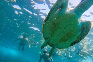 Fra Abu Dhabi: Snorkling med skilpadder i Fujairah med grillfest