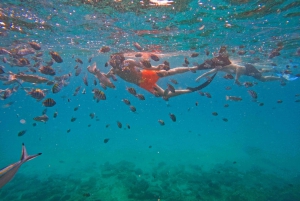 Z Abu Zabi: Snorkeling z żółwiami w Fujairah z grillem