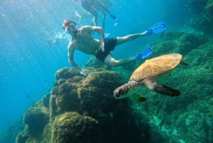 Fra Abu Dhabi: Snorkling med skildpadder i Fujairah med BBQ